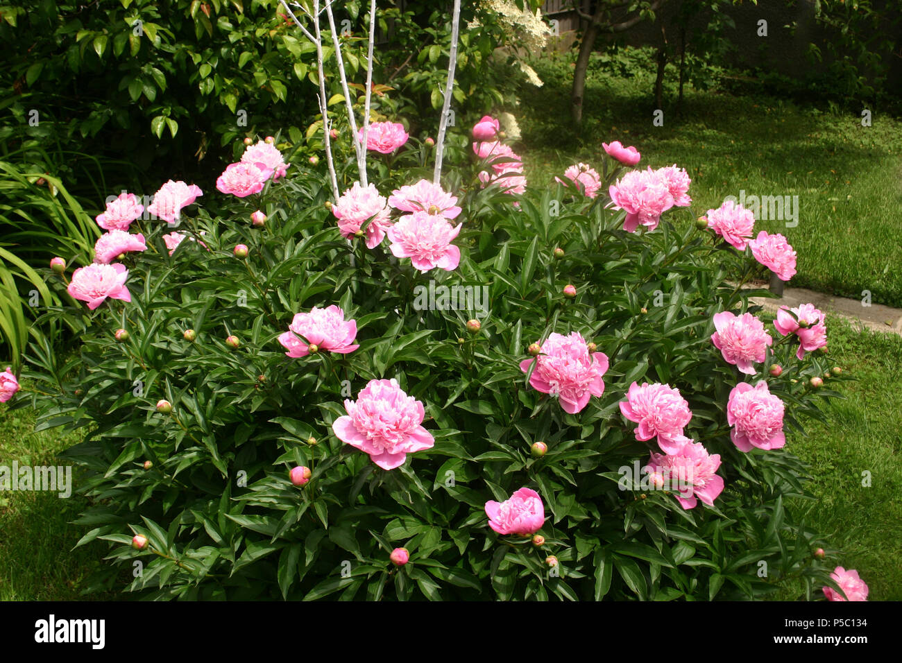 Pink peonies in garden Stock Photo - Alamy