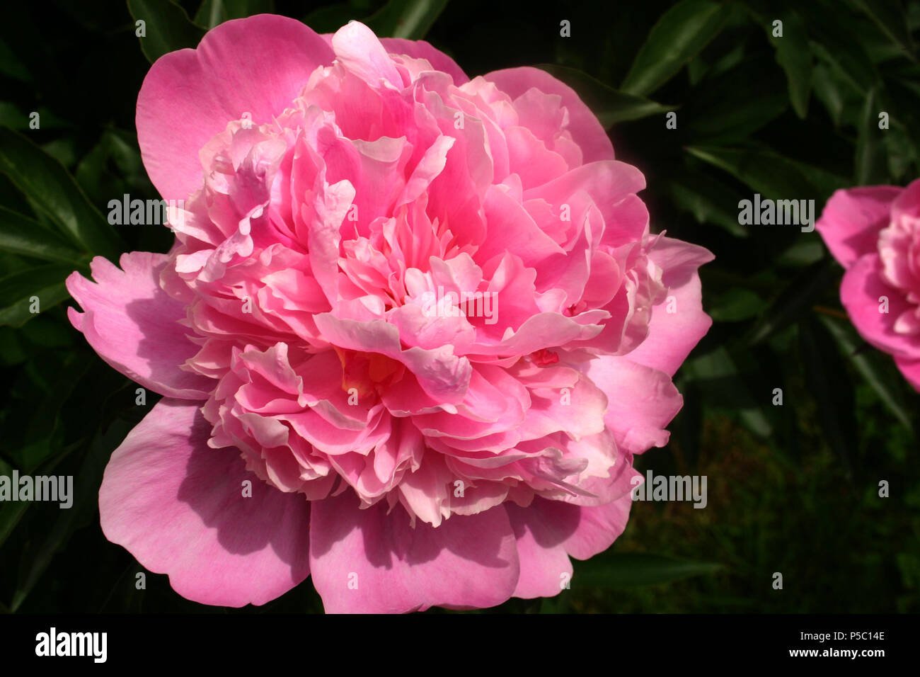 Close up of pink Peony Stock Photo - Alamy