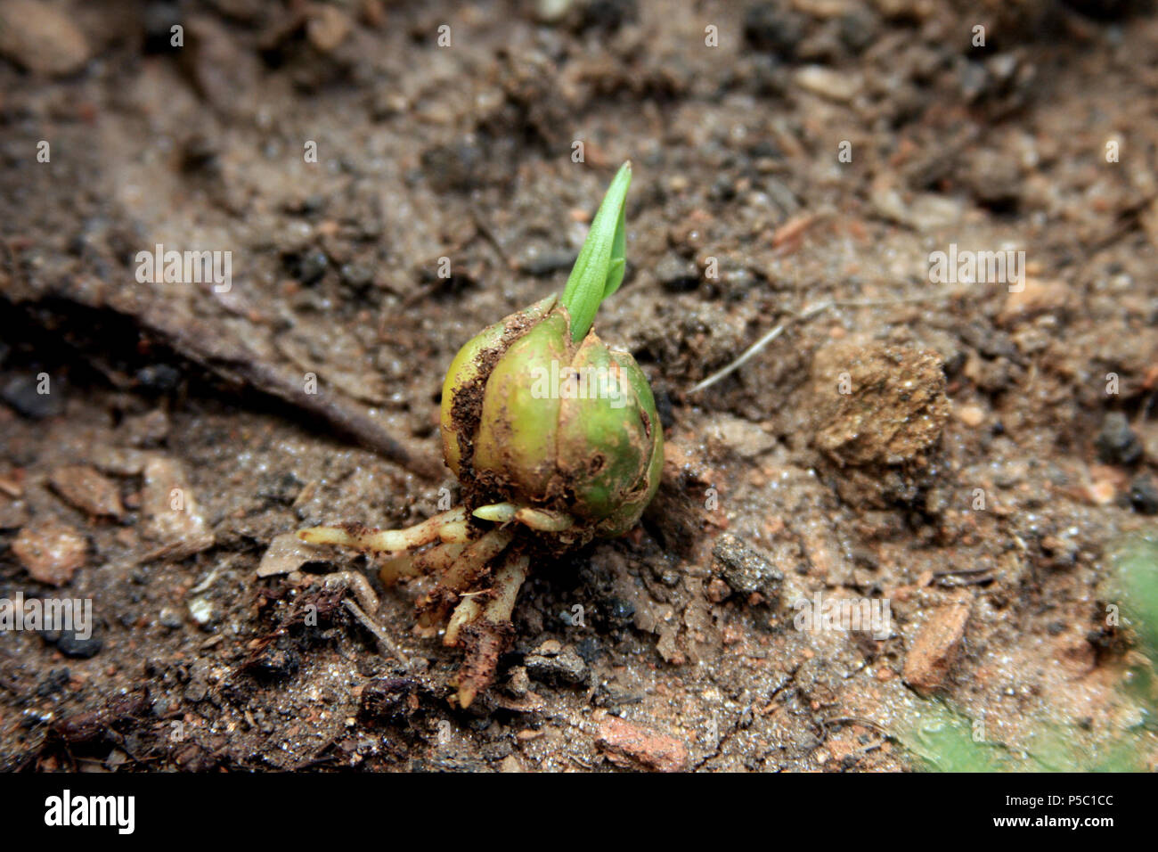 Plant's bulb out of soil, sprouting in spring Stock Photo - Alamy