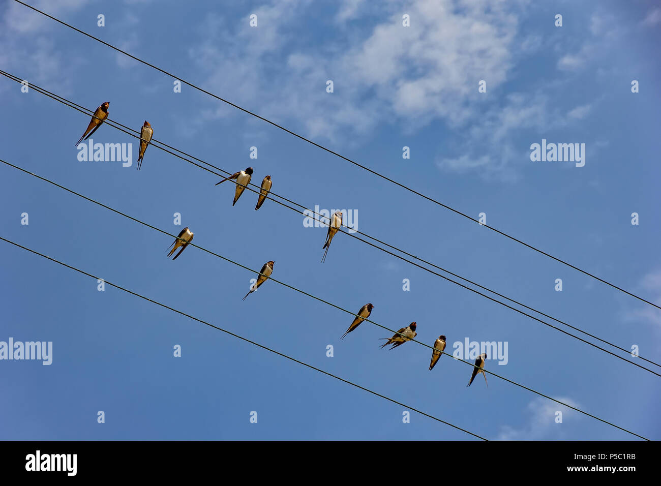 Many birds are sitting on the power line cable. View up, horizontal ...