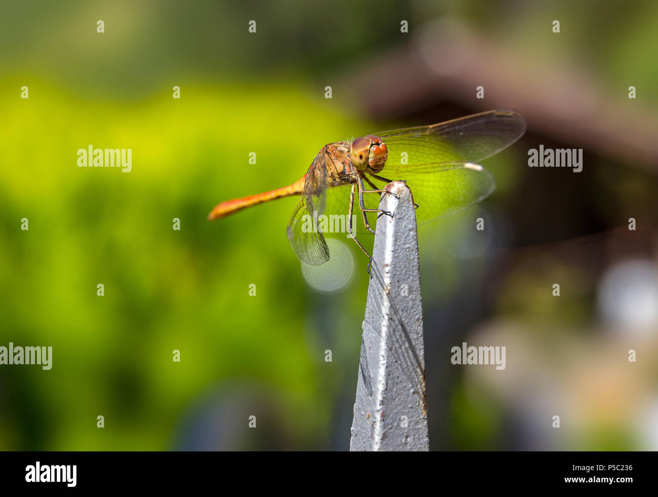 Beautiful dragonfly on the plant. Close up photo of a Dragonfly.A dragonfly is an insect belonging to the order Odonata, infraorder Anisoptera. Stock Photo
