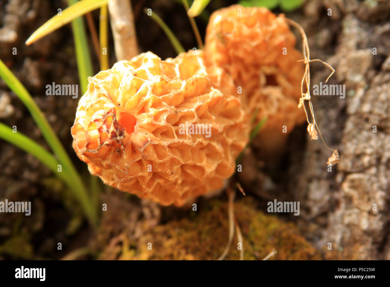 Morchella (Morel) fungi Stock Photo