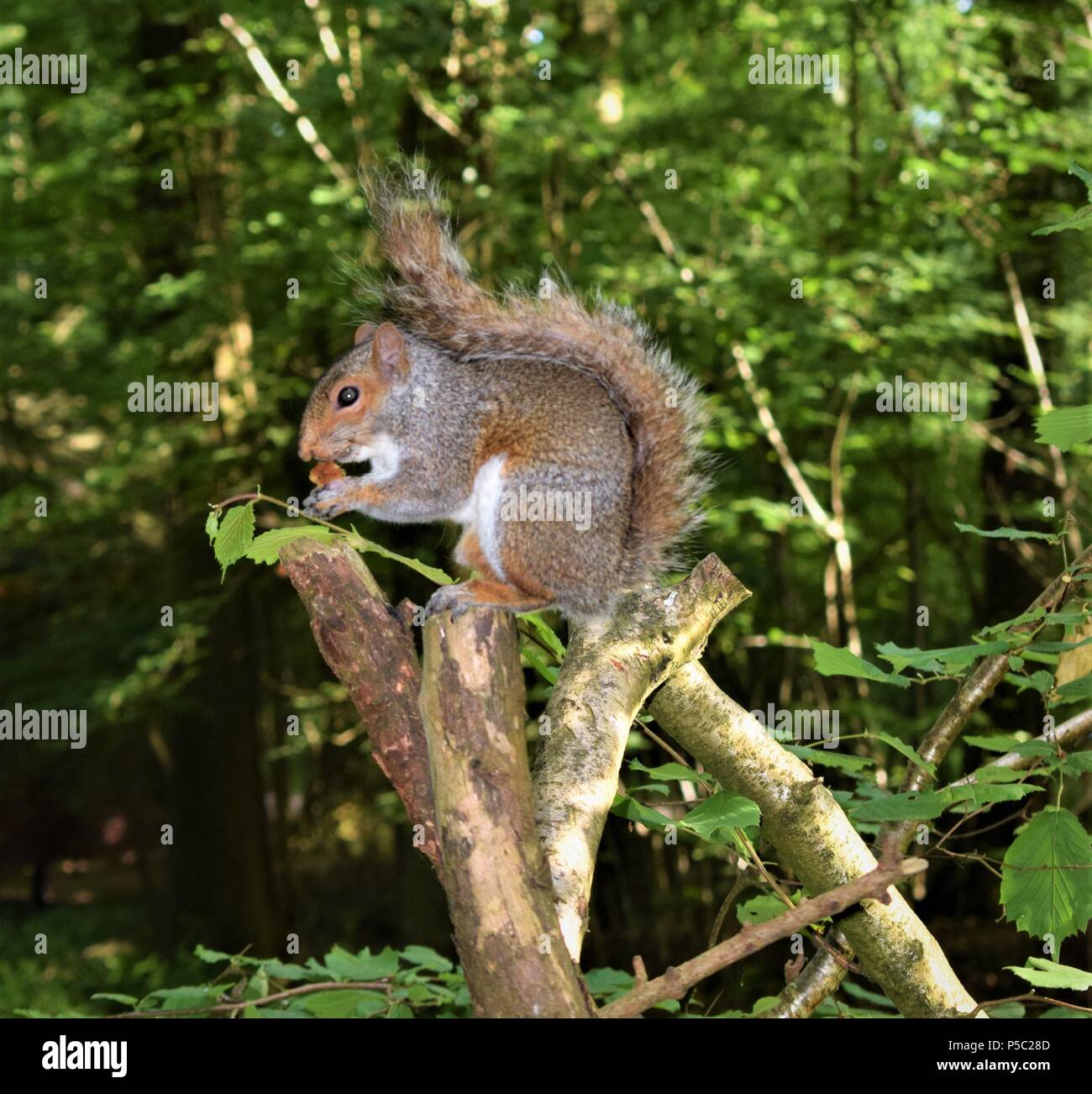 Squirrel in the Wild Stock Photo