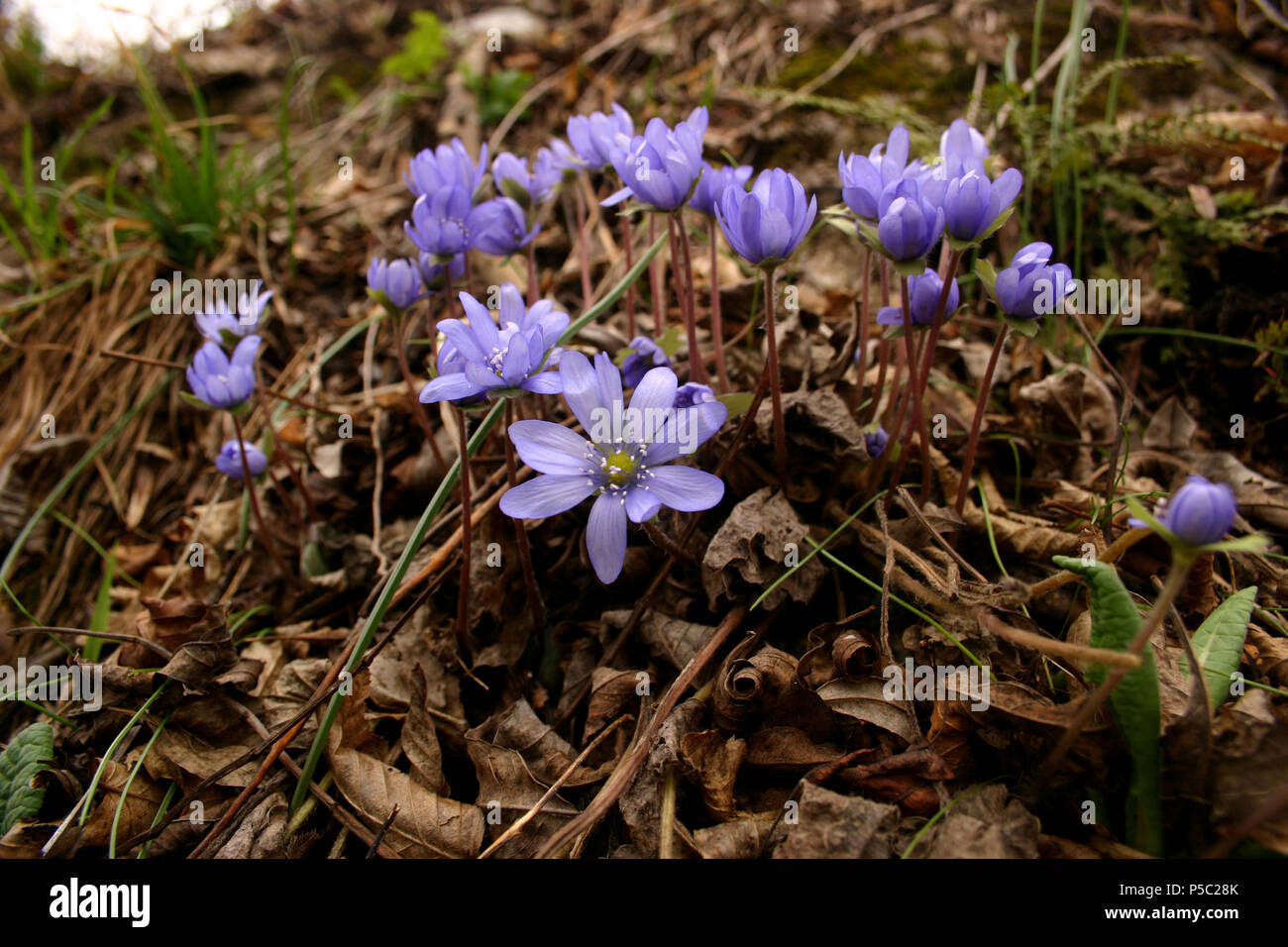 Hepatica flowers growing into the woods in spring Stock Photo