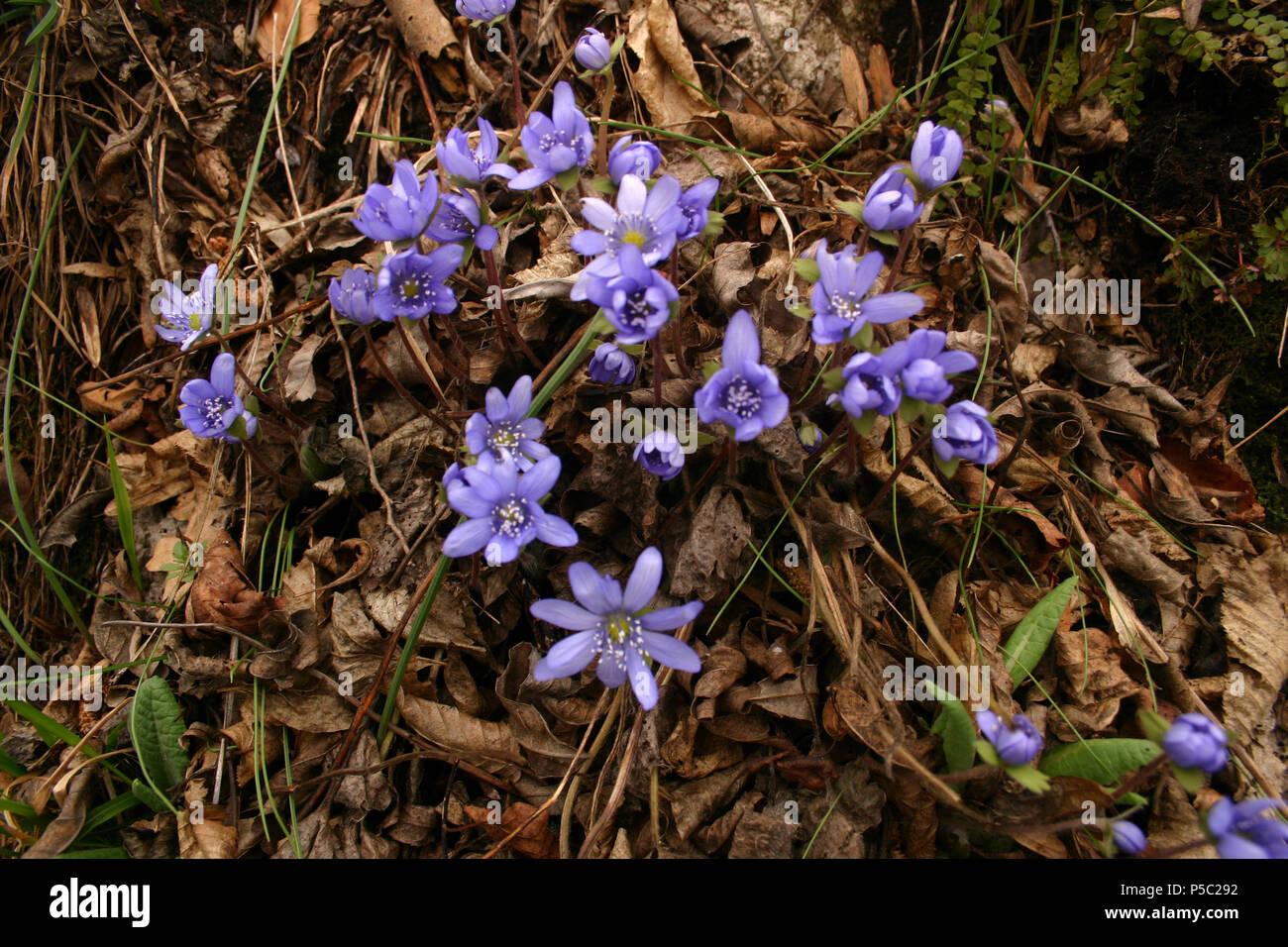 Hepatica flowers growing into the woods in spring Stock Photo
