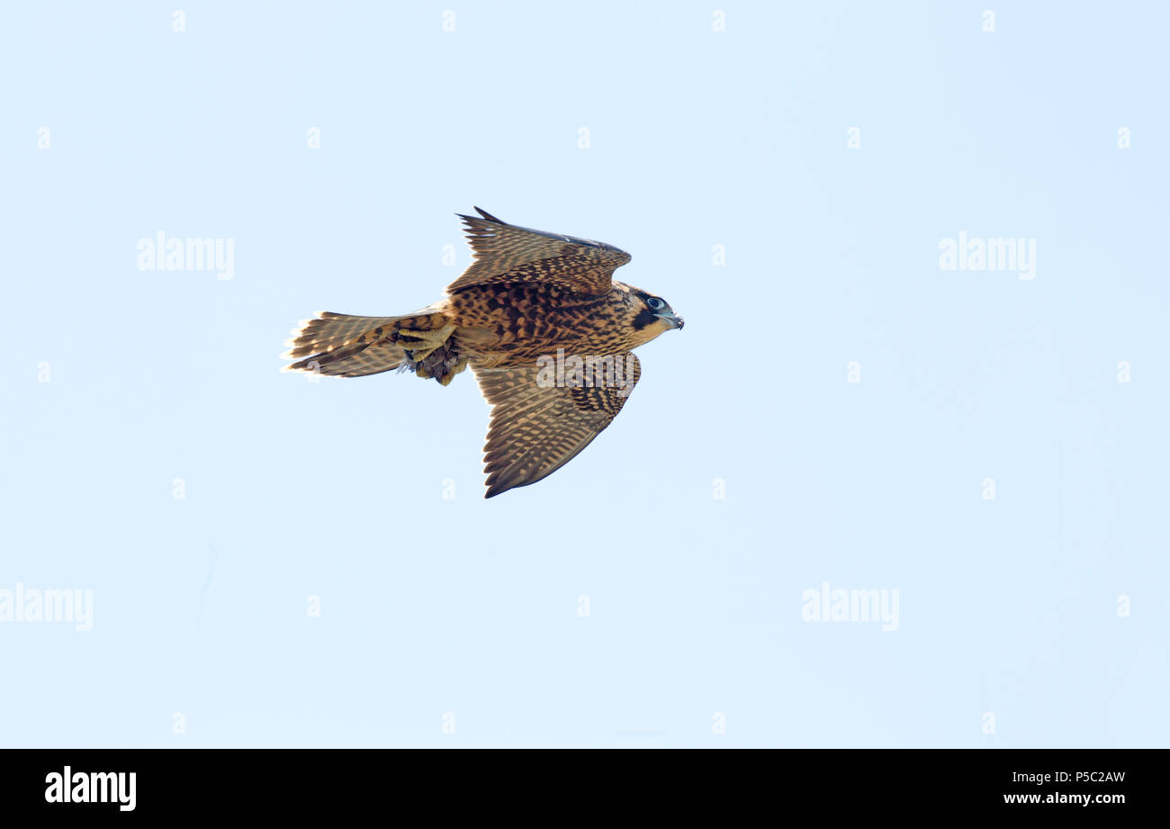 Peregrine falcon juvenile in flight holding prey hi-res stock ...