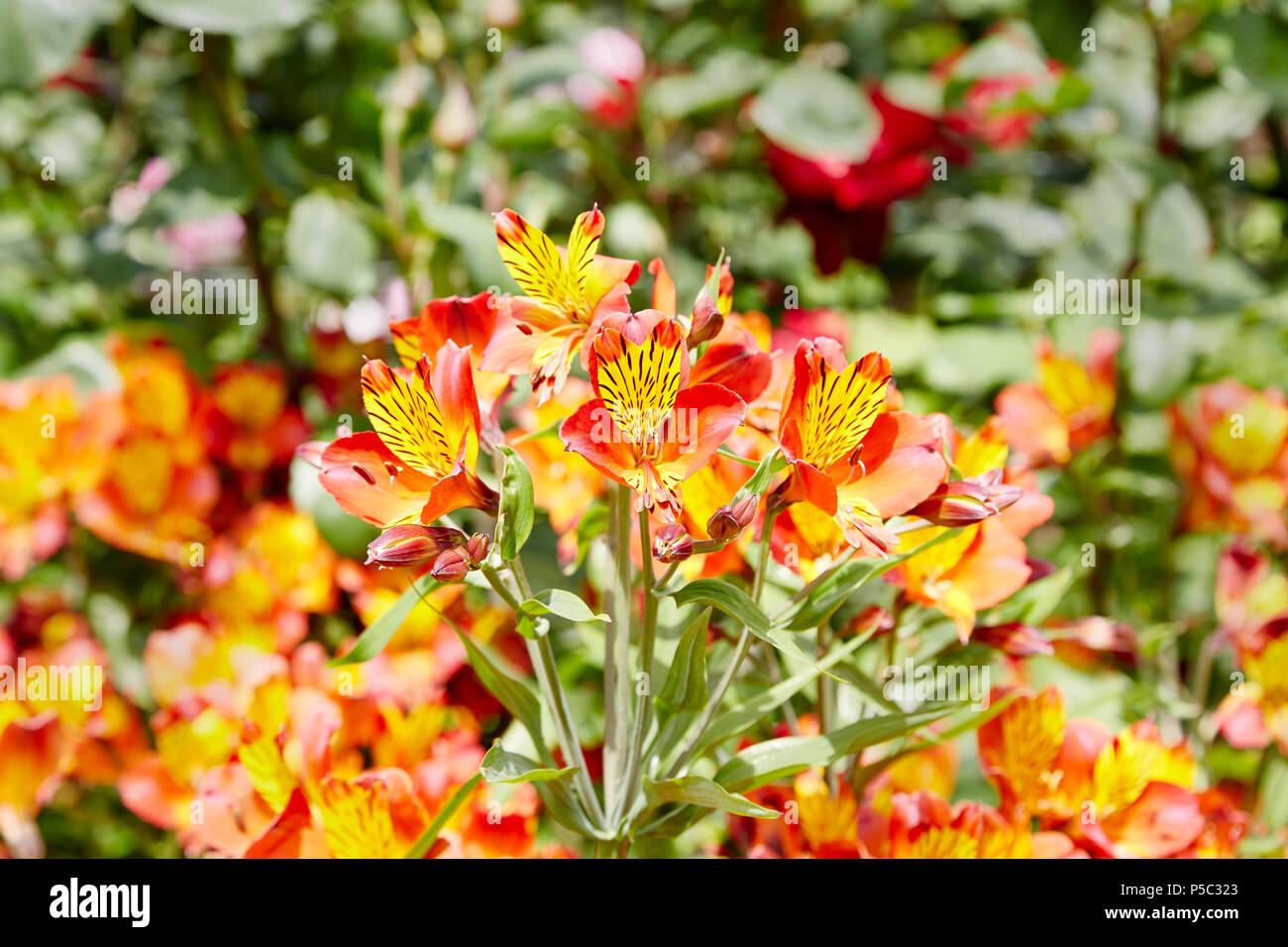 A bush of orange Alstromeria called Orange glory flowers in a garden
