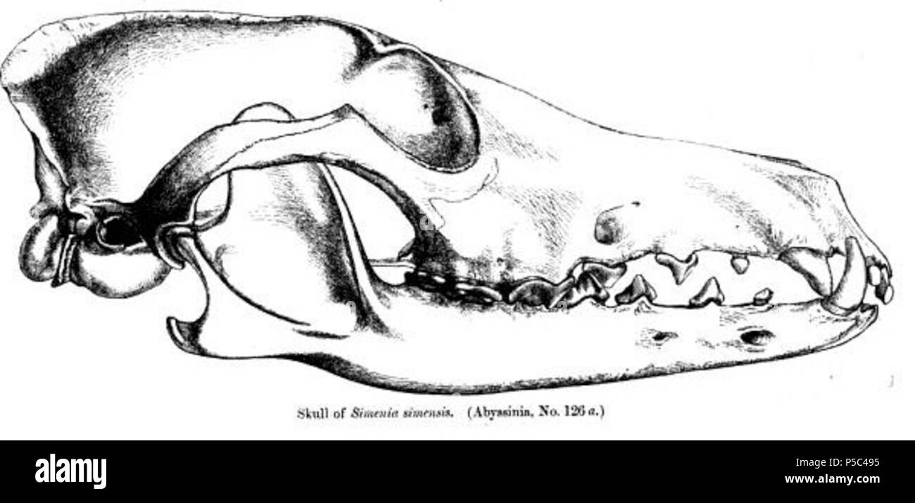 N/A. English: An illustration of an ethiopian wolf skull Français : Crâne de loup d'Abyssinie (Canis simensis), encore appelé Loup d'Éthiopie, Cabéru, Chacal du Simien ou même kebero en amharique, est le canidé le plus rare au monde : il en reste moins de 500 individus à l'état sauvage, dont 300 dans le parc national du mont Balé (au centre de l’Éthiopie, dans les Bale Mountains, à environ 4500 m d'altitude) et aucun en captivité . 1890. English: St. George Mivart, F.R.S Français : George Jackson Mivart 532 EthiopianWolfSkull Stock Photo