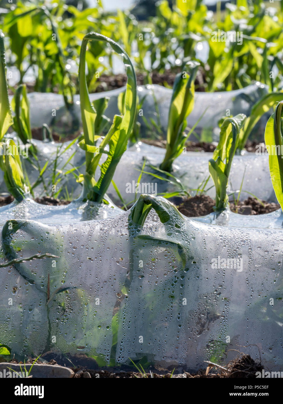 Maize being grown under biodegradable plastic for use as animal feed Carmarthenshire Wales Stock Photo