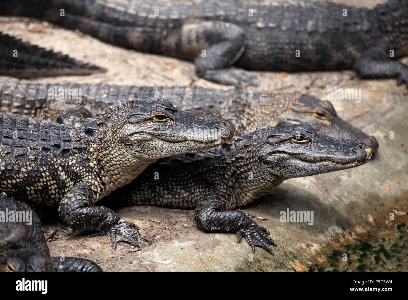 https://c8.alamy.com/comp/P5C5W4/close-up-shot-of-alligators-resting-by-water-P5C5W4.jpg