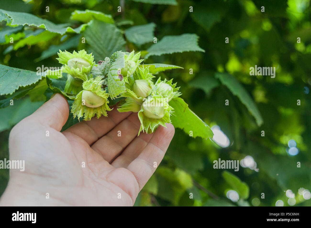 Farmer show green hazelnuts on the tree Stock Photo