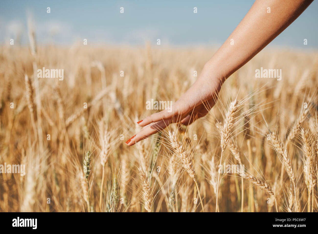 Close-up of woman's hand running through wheat field, dolly shot. Girl's hand touching wheat ears closeup Stock Photo
