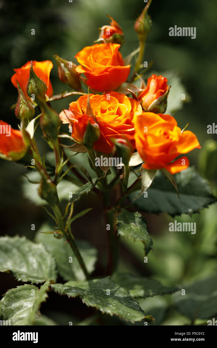 Beautiful roses in spring Stock Photo
