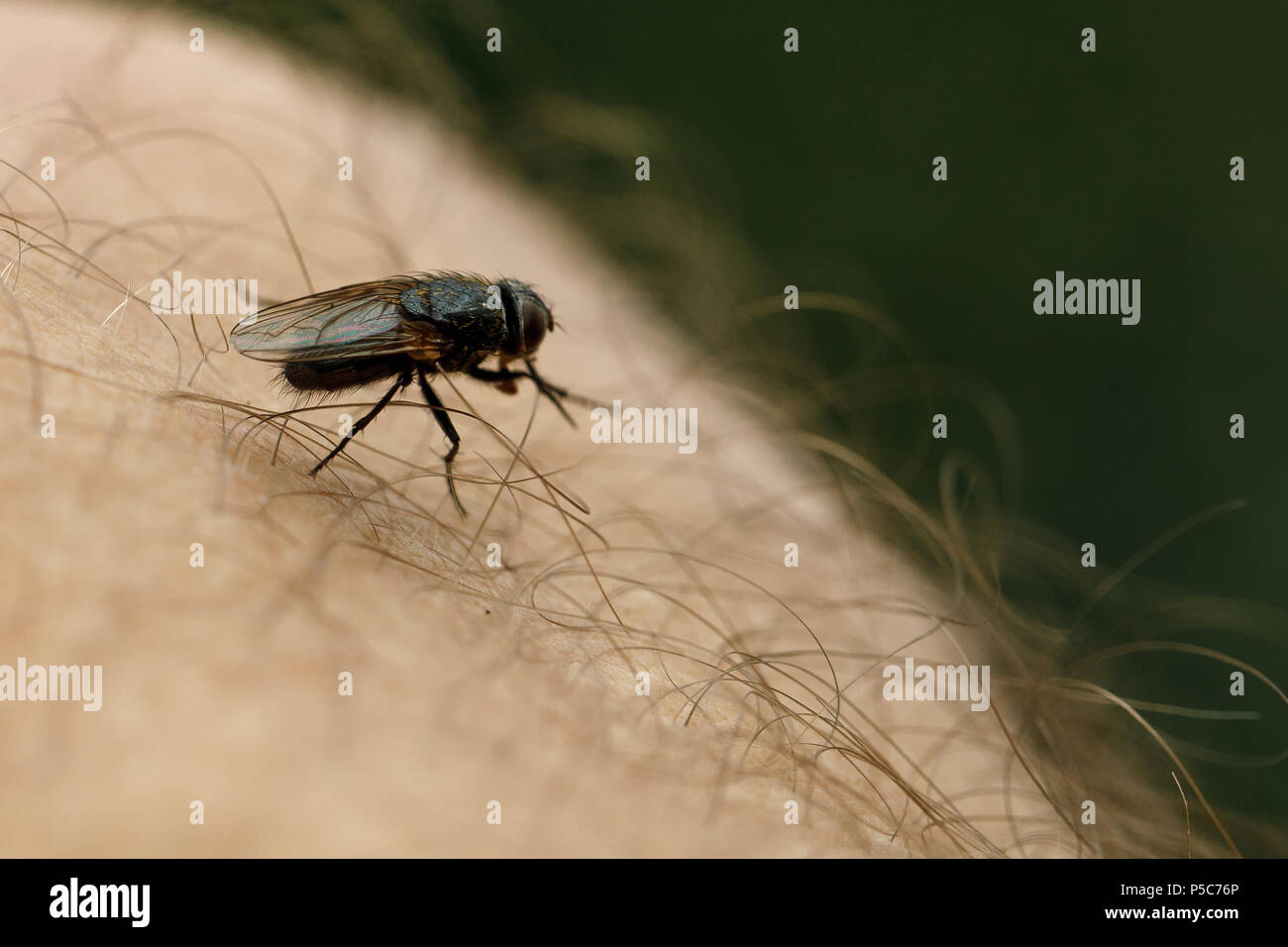 fly sits on human skin. Stock Photo