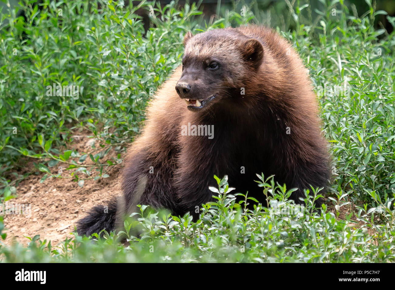 Skunk bear hi-res stock photography and images - Alamy