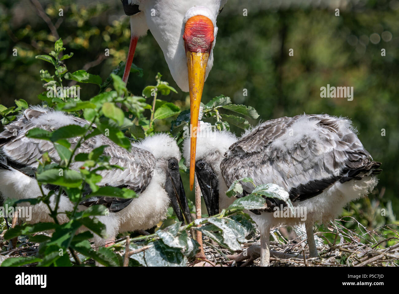 White stork (mycteria cinerea) feeding chicks. Bird's nest. Family mycteria cinerea in the nest. Stock Photo