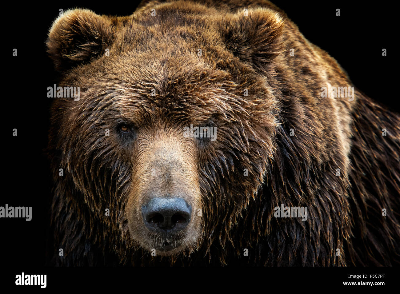 Front view of brown bear isolated on black background. Portrait of Kamchatka bear (Ursus arctos beringianus) Stock Photo