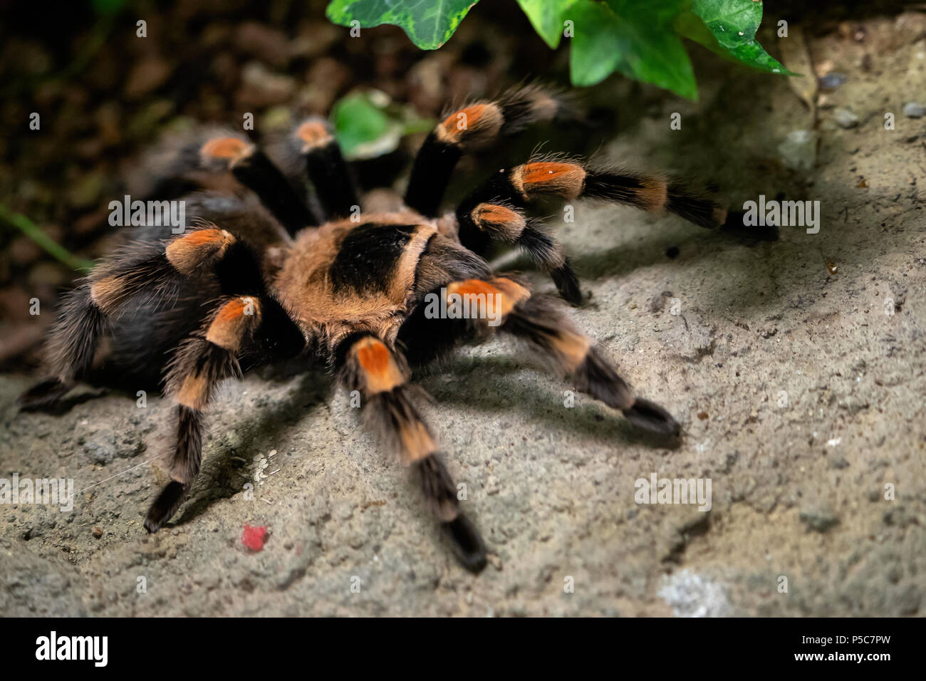 Tarantula spider close-up. Spider (Brachypelma smithi) Stock Photo
