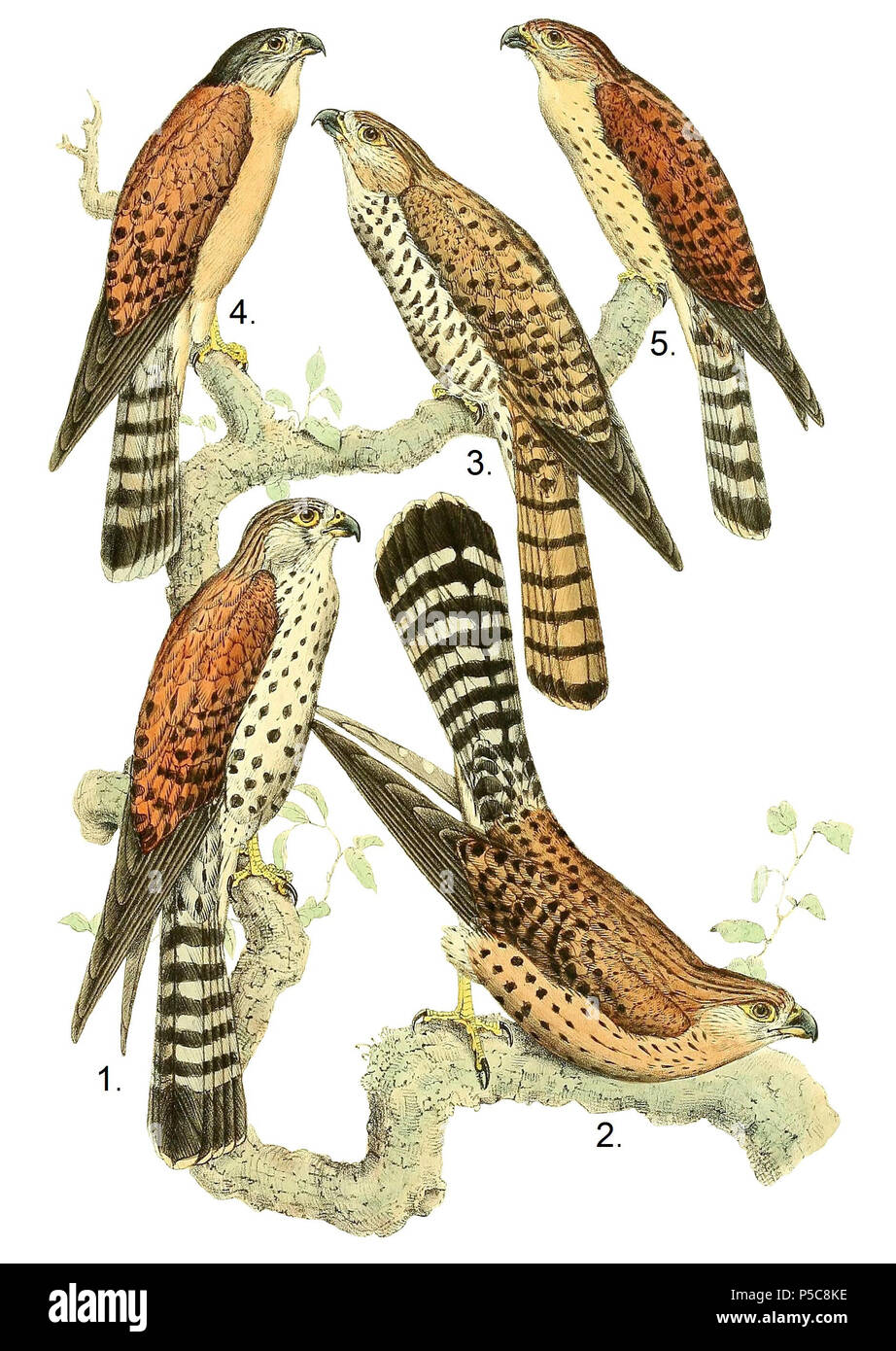 N/A. English: 1. & 2. Falco newtonii = Falco newtoni (Madagascar Kestrel), adult males 3. Falco punctatus (Mauritius Kestrel), adult male 4. & 5. Falco gracilis = Falco araea (Seychelles Kestrel), adult male 4. Adult male 5. Non-breeding male   Français : 1. & 2. Falco newtonii = Falco newtoni (Crécerelle malgache), mâles adultes 3. Falco punctatus (Crécerelle de Maurice), mâle adulte 4. & 5. Falco gracilis = Falco araea (Crécerelle des Seychelles), mâle adulte 4. Mâle adulte 5. Mâle dans la livrée de passage   . Published in 1868.   John Gerrard Keulemans  (1842–1912)      Alternative names J Stock Photo