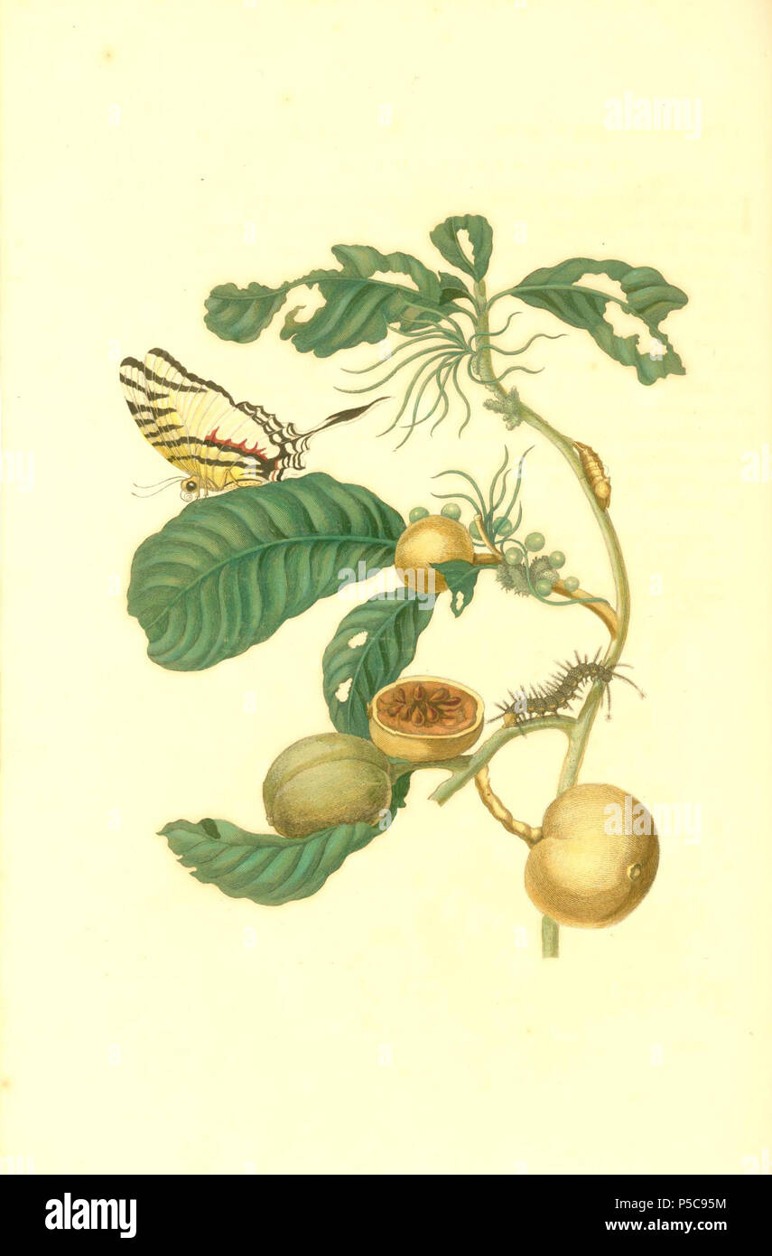 N A Duroia Sp And Assorted Insects 1705 Maria Sibylla Merian 1647 1717 Alternative Names Maria Sibylla Graff Description German Painter Draughtsperson Aquarellist Printmaker Writer And Illustrator Date Of Birth Death 2 April 1647 N A Duroia Sp And Assorted Insects 1705 Maria Sibylla Merian 1647 1717 Alternative Names Maria Sibylla Graff Description German Painter Draughtsperson Aquarellist Printmaker Writer And Illustrator Date Of Birth Death 2 April 1647