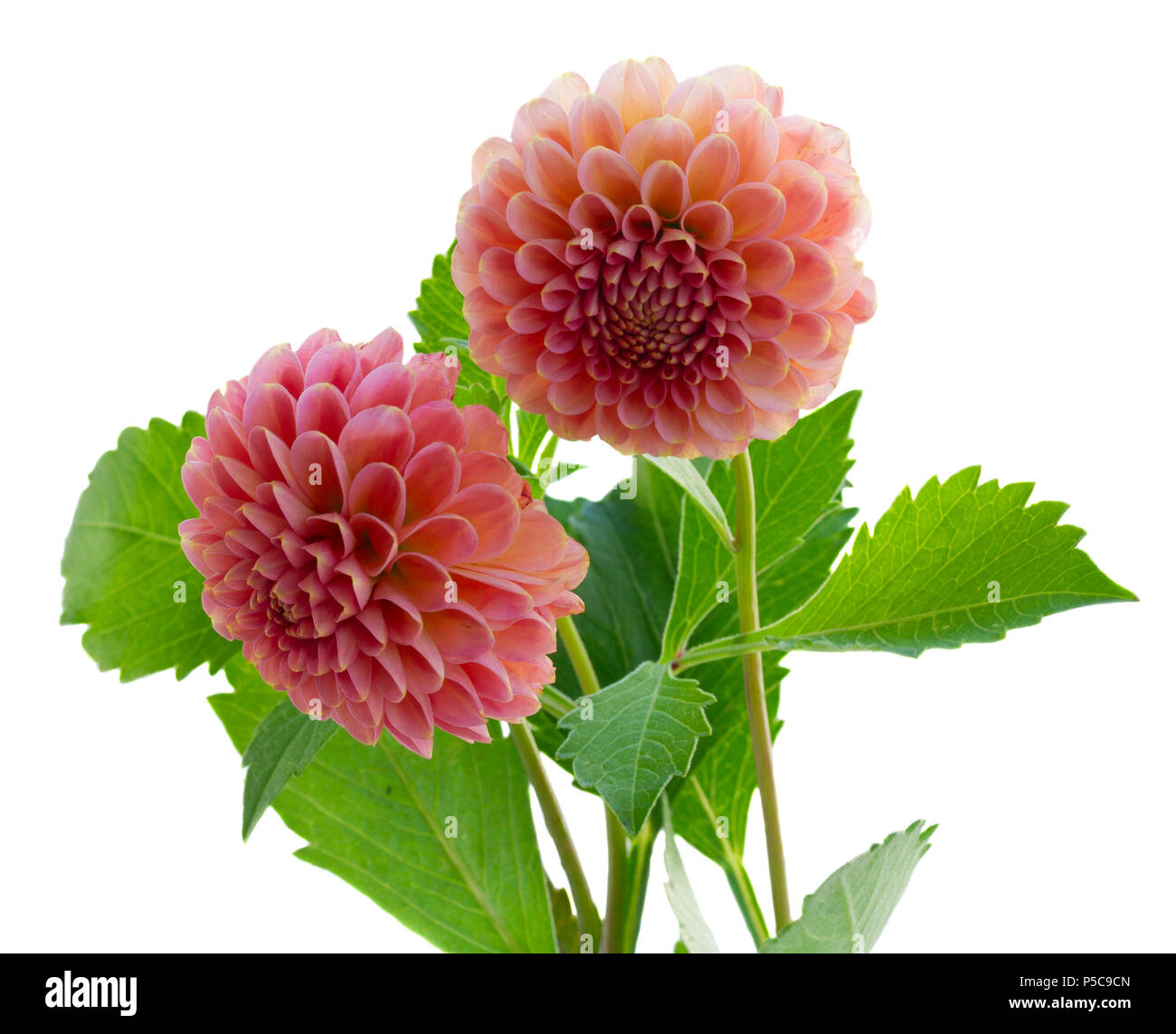 Dahlia two pink flowers isolated on white background Stock Photo - Alamy