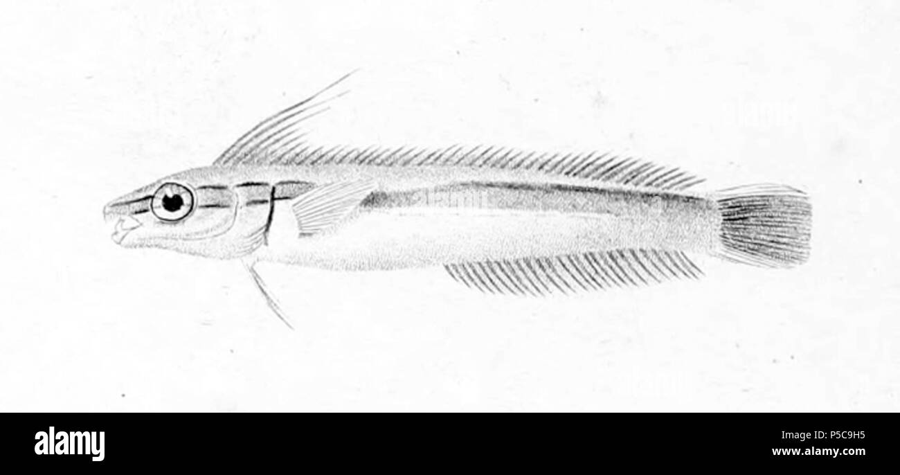 N/A. English: Blennechis filamentosus . 1828. P. Oudart 143 Aspidontus tractus Stock Photo