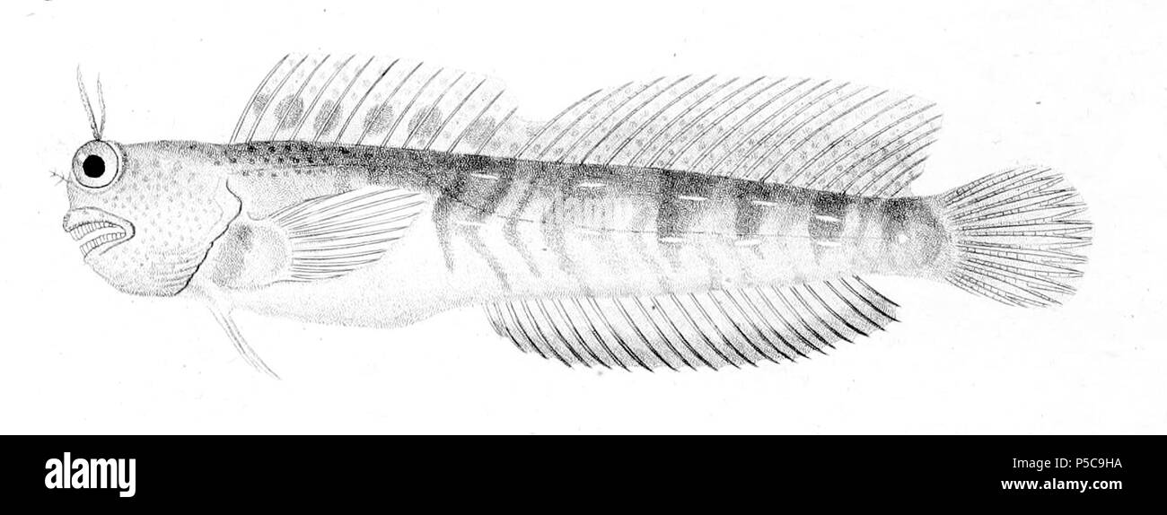 N/A. Blenniella periophthalmus . 1828. P. Oudart 209 Blenniella periophthalmus1 Stock Photo