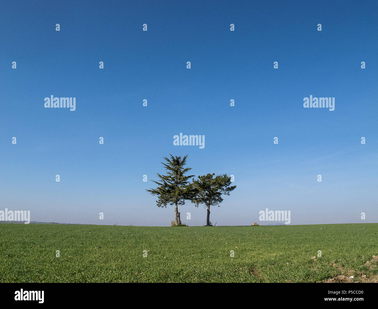 Lonely trees in the Lazio countryside (Italy) Stock Photo