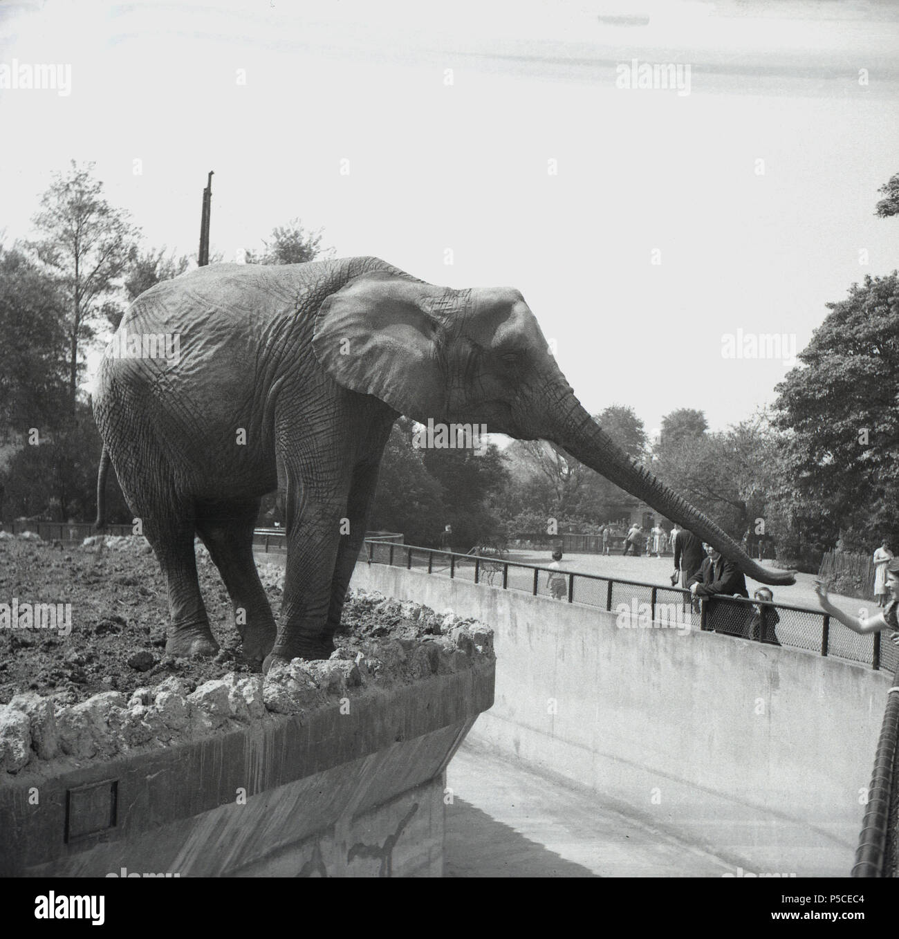 elephantshoe　gentemstick SNOWBOARDS - GENTEMSTICK Official Web | THE SNOWSURF SHOP