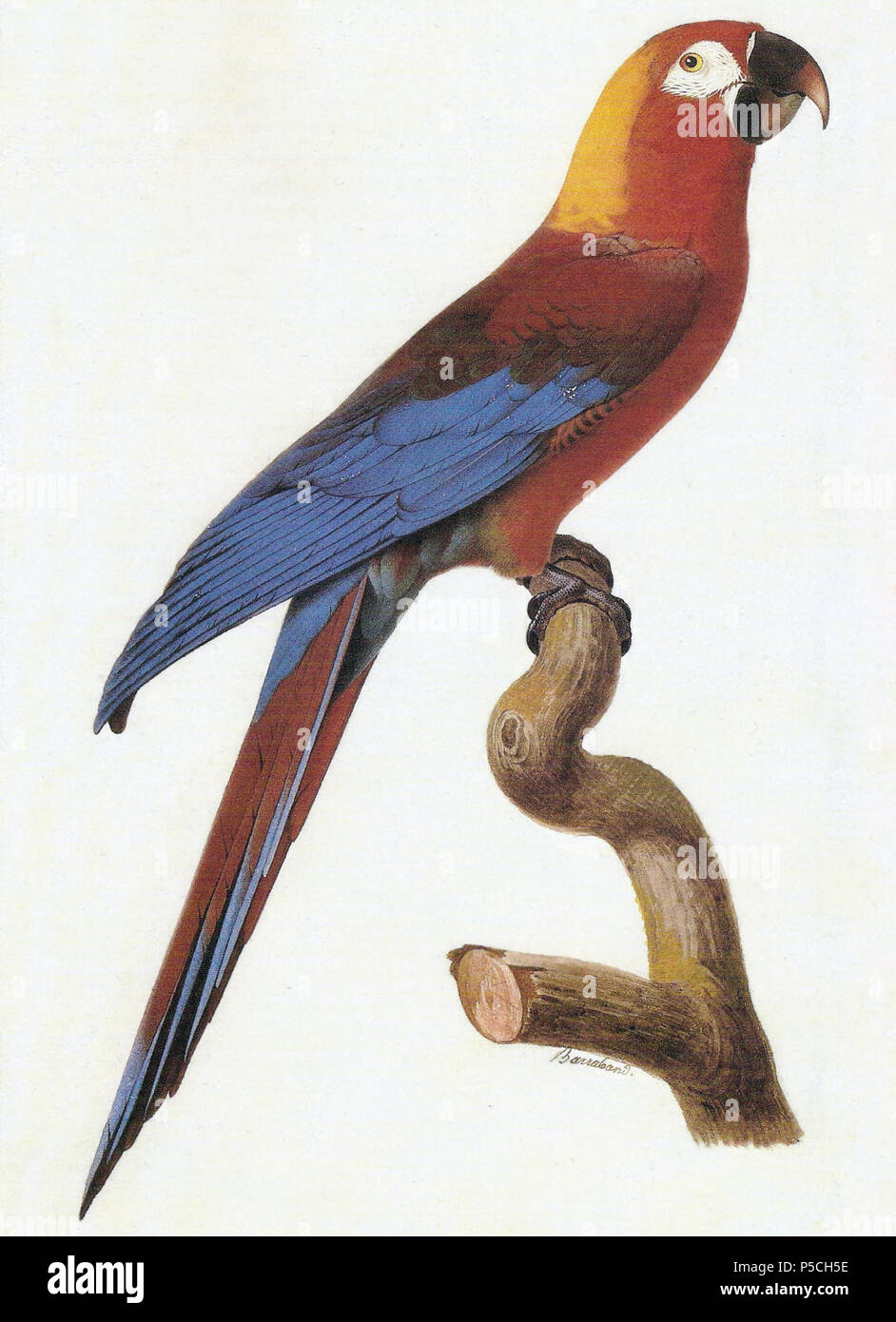 N/A. Watercolour by Jacques Barraband (circa 1800) of a Cuban Red Macaw (Ara tricolor). circa 1800.   Jacques Barraband  (1767–1809)     Alternative names Jacques Baraban; Baraband d'Aubusson; Jacques Barraban; M. Baraband; Baraban  Description French artist  Date of birth/death 31 August 1767 1 October 1809  Location of birth/death Aubusson, Creuse Lyon  Work location Egypt; Paris (1785–1807); Lyon (1807–1809)  Authority control  : Q3158196 VIAF:74094332 ISNI:0000 0001 1672 6664 ULAN:500011412 LCCN:n85819567 NLA:35773957 WorldCat 50 A. tricolor Stock Photo