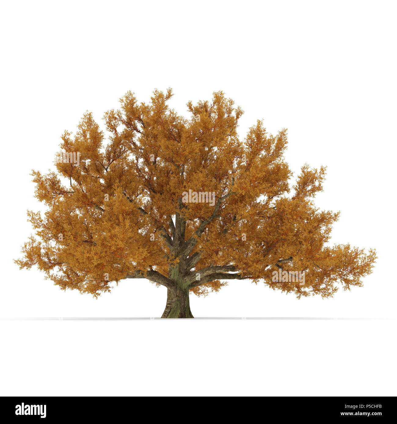 Old Red Oak Tree Autumn on white. 3D illustration Stock Photo - Alamy