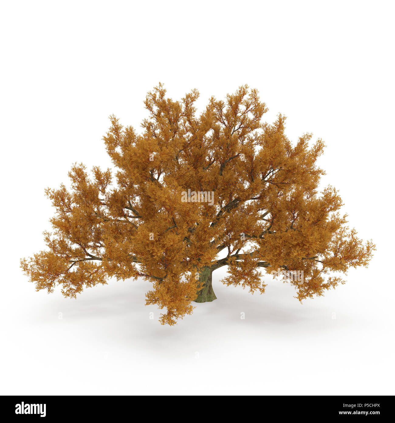 Old Red Oak Tree Autumn on white. 3D illustration Stock Photo - Alamy