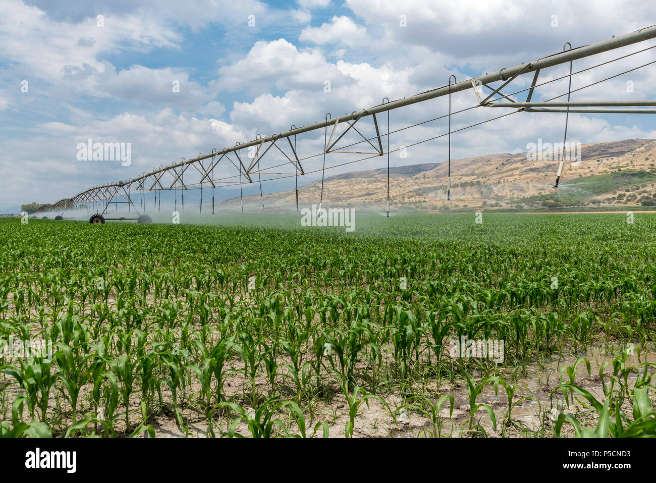 Lateral move irrigation system Stock Photo - Alamy