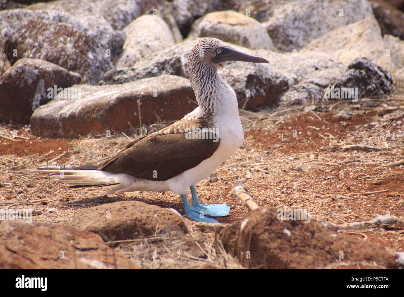 Blue-footed booby profile shot on Galapagos Island Stock Photo