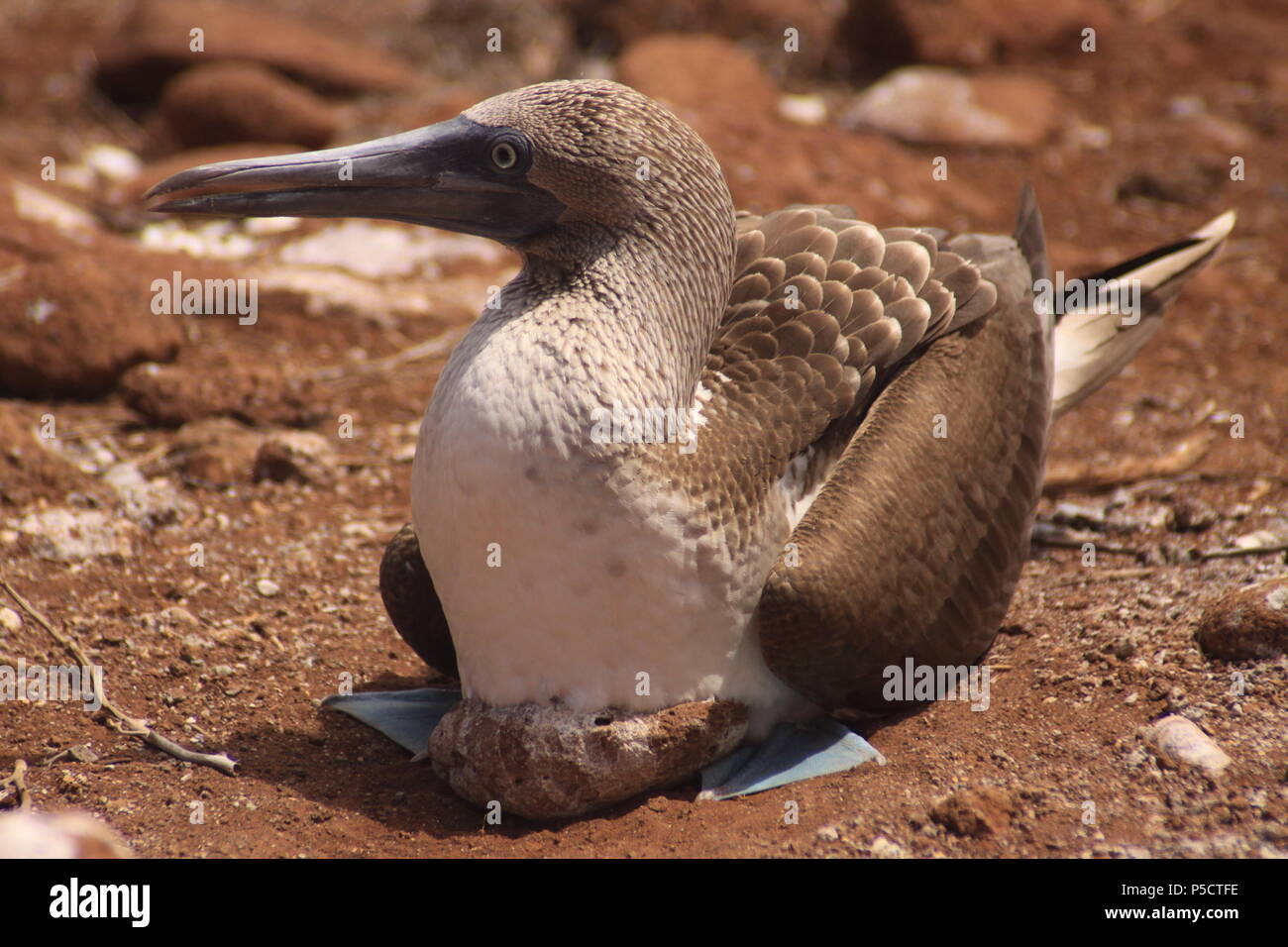 Blue-footed booby nesting on the ground in Galapagos Islands Stock Photo