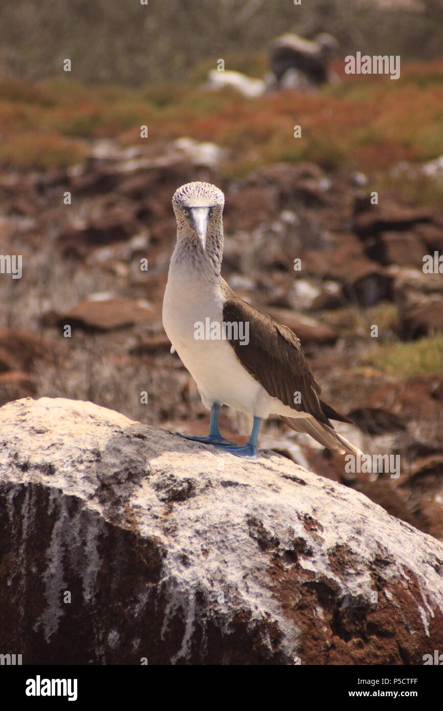 Blue-footed booby on a Rock, North Seymour, Galapagos, Ecuador Stock Photo