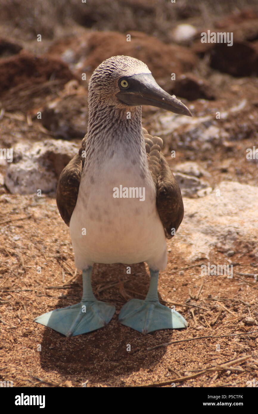 Blue-footed booby male portrait on Galapagos Stock Photo
