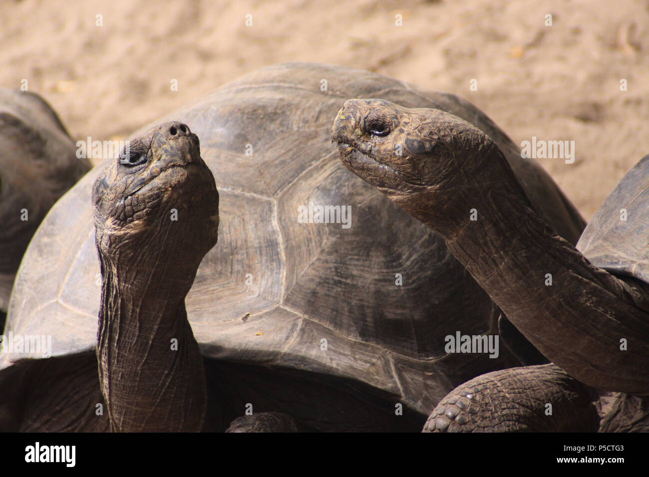 Giant Galapagos Land Turtles facing off Stock Photo