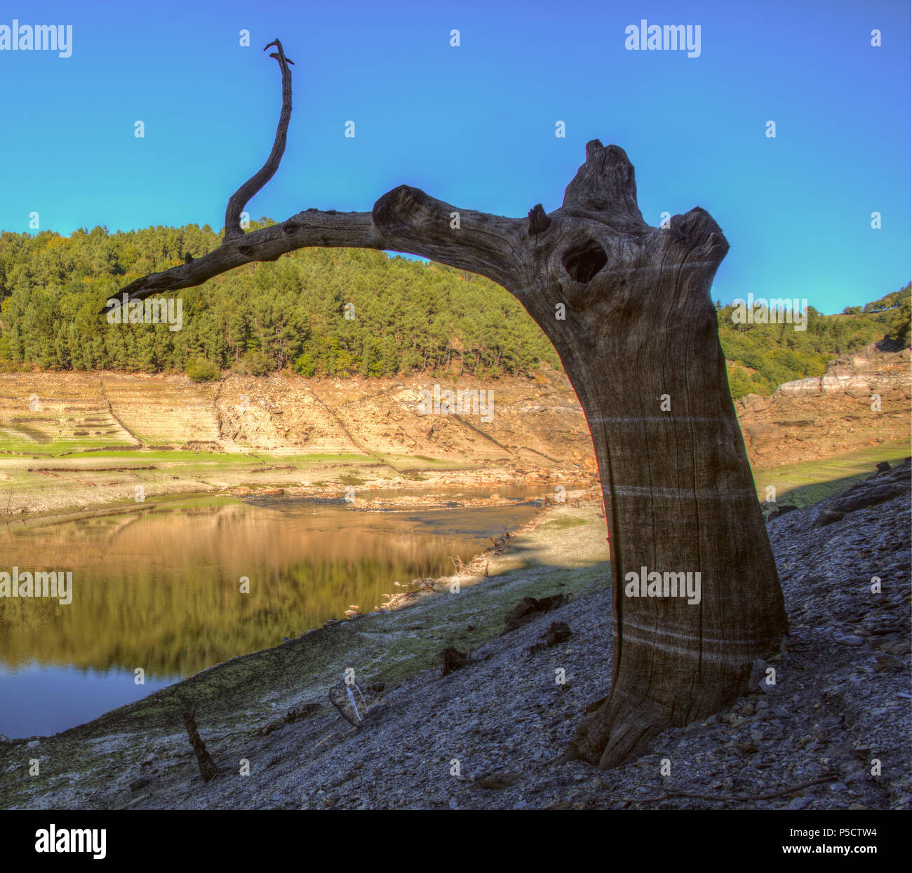 El árbol pájaro, a la orilla del río miño en Portomarín Stock Photo