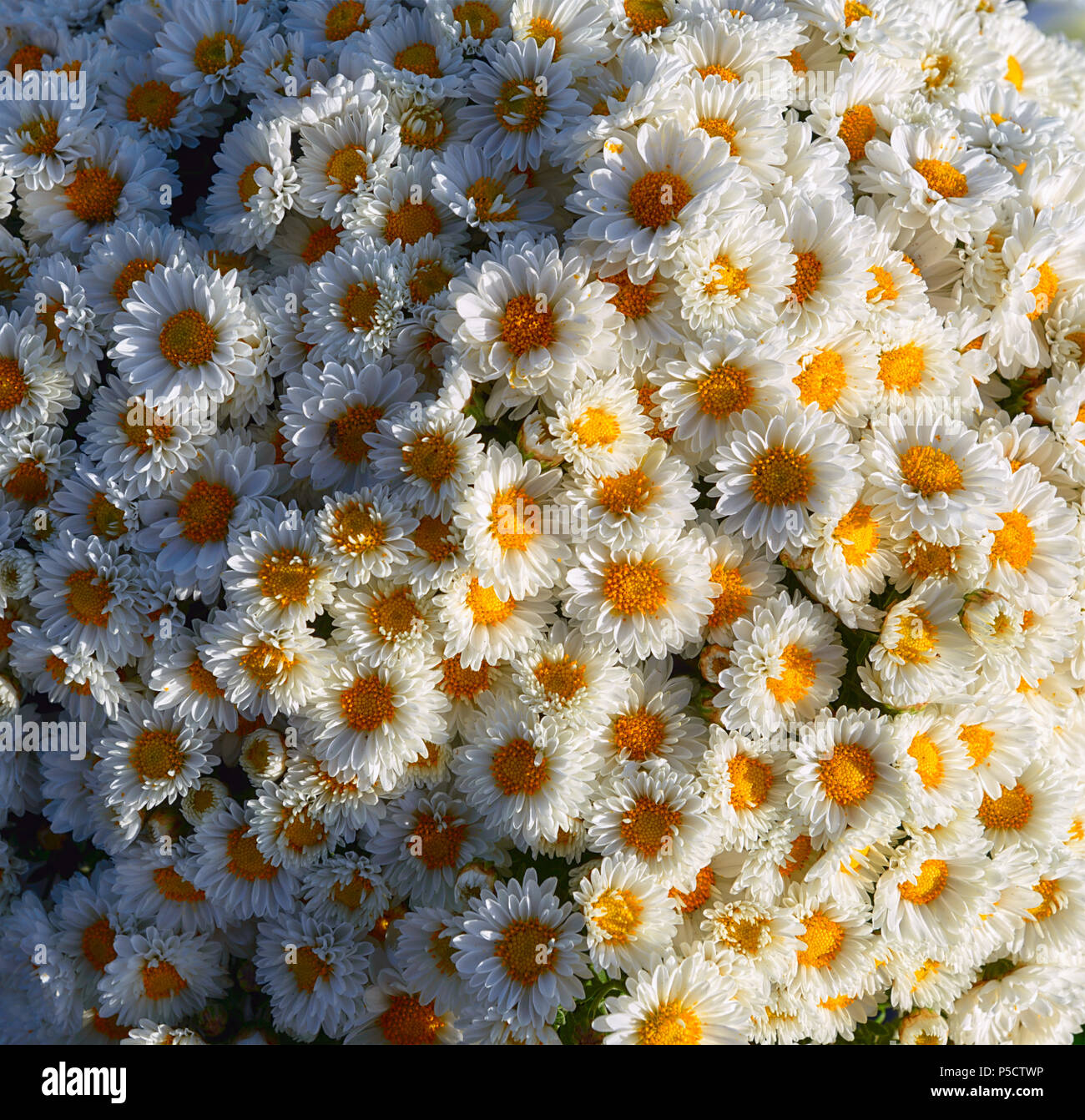 Flores blancas y amarillas, vista superior Stock Photo