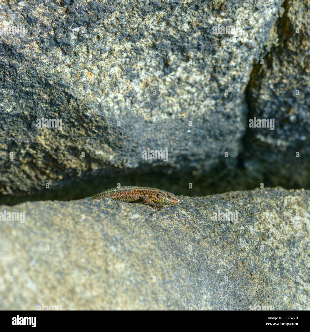 Pequeña lagartija ibérica común en una grieta entre las rocas Stock Photo