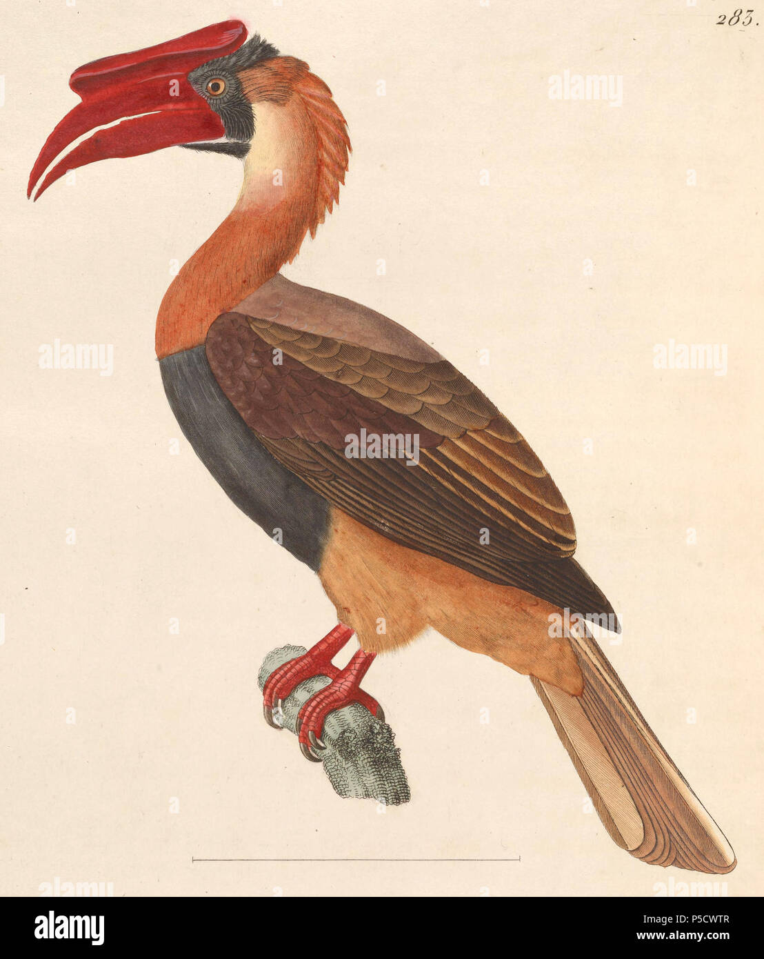 N/A.  English: « Buceros hydrocorax » = Buceros hydrocorax (Rufous Hornbill) - adult Français: « Buceros hydrocorax » = Buceros hydrocorax (Calao à casque plat) - adulte . 1838.   Nicolas Huet  (1770–1830)    Alternative names Nicolas, II Huet; Nicolas Huet The Younger; Nicholas Huet II; Nicolas The Younger Huet  Description French painter, illustrator and engraver  Date of birth/death 1770 26 December 1830  Location of birth Paris  Authority control  : Q3340421 VIAF:95590486 ISNI:0000 0000 7064 7628 ULAN:500117124 GND:138988412      Jean Gabriel Prêtre  (1768–1849)    Description Swiss artist Stock Photo