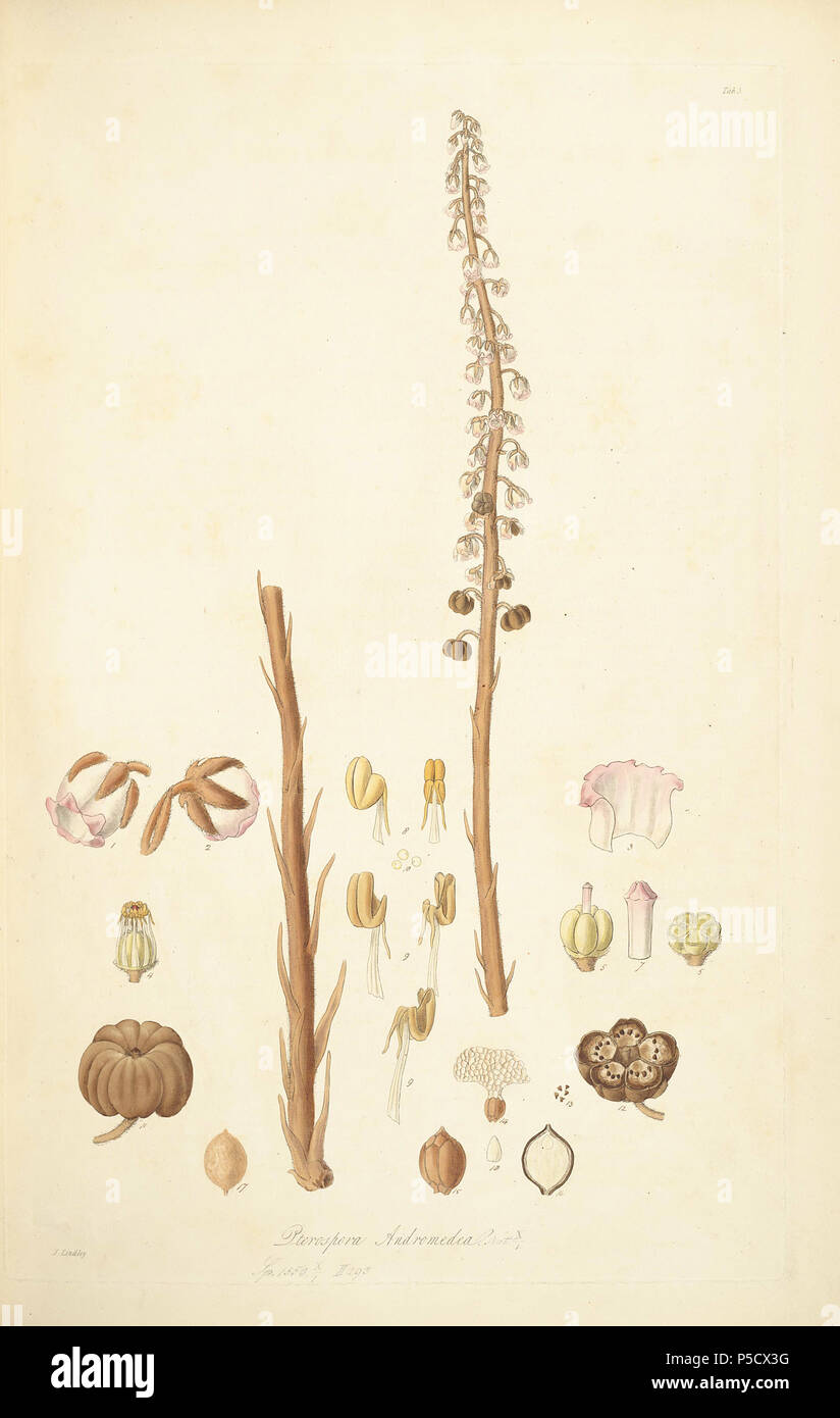 N/A. Illustration from John Lindley's 'Collectanea botanica or, figures and botanical illustrations of rare and curious exotic plants' . 15 June 2012, 18:27:55. John Lindley (1799–1865) Alternative names Lindl. Description botanist, pteridologist, bryologist, university teacher, writer and mycologist Date of birth/death 8 February 1799 1 November 1865 Location of birth/death Catton, near Category:Norwich Turnham Green, Middlesex Authority control : Q378629 VIAF:44413344 ISNI:0000 0000 8377 7990 LCCN:n84018057 NLA:35306726 Botanist:Lindl. WorldCat 40 5 Pterospora andromedea - John Stock Photo