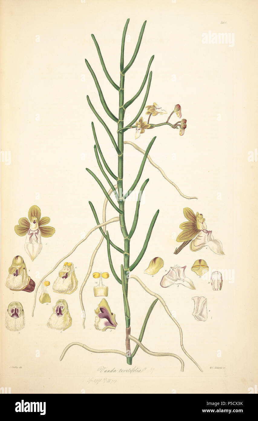 N/A. Illustration from John Lindley's 'Collectanea botanica or, figures and botanical illustrations of rare and curious exotic plants' . 15 June 2012, 18:28:20.   John Lindley  (1799–1865)      Alternative names Lindl.  Description botanist, pteridologist, bryologist, university teacher, writer and mycologist  Date of birth/death 8 February 1799 1 November 1865  Location of birth/death Catton, near Category:Norwich Turnham Green, Middlesex  Authority control  : Q378629 VIAF:44413344 ISNI:0000 0000 8377 7990 LCCN:n84018057 NLA:35306726 Botanist:Lindl. WorldCat 41 6 Vanda teretifolia - John Lind Stock Photo