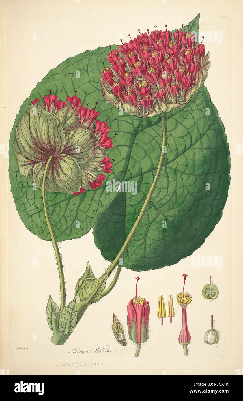 N/A. Illustration from John Lindley's 'Collectanea botanica or, figures and botanical illustrations of rare and curious exotic plants' . 15 June 2012, 18:32:02.   John Lindley  (1799–1865)      Alternative names Lindl.  Description botanist, pteridologist, bryologist, university teacher, writer and mycologist  Date of birth/death 8 February 1799 1 November 1865  Location of birth/death Catton, near Category:Norwich Turnham Green, Middlesex  Authority control  : Q378629 VIAF:44413344 ISNI:0000 0000 8377 7990 LCCN:n84018057 NLA:35306726 Botanist:Lindl. WorldCat 16 14 Astrapaea wallichii - John L Stock Photo