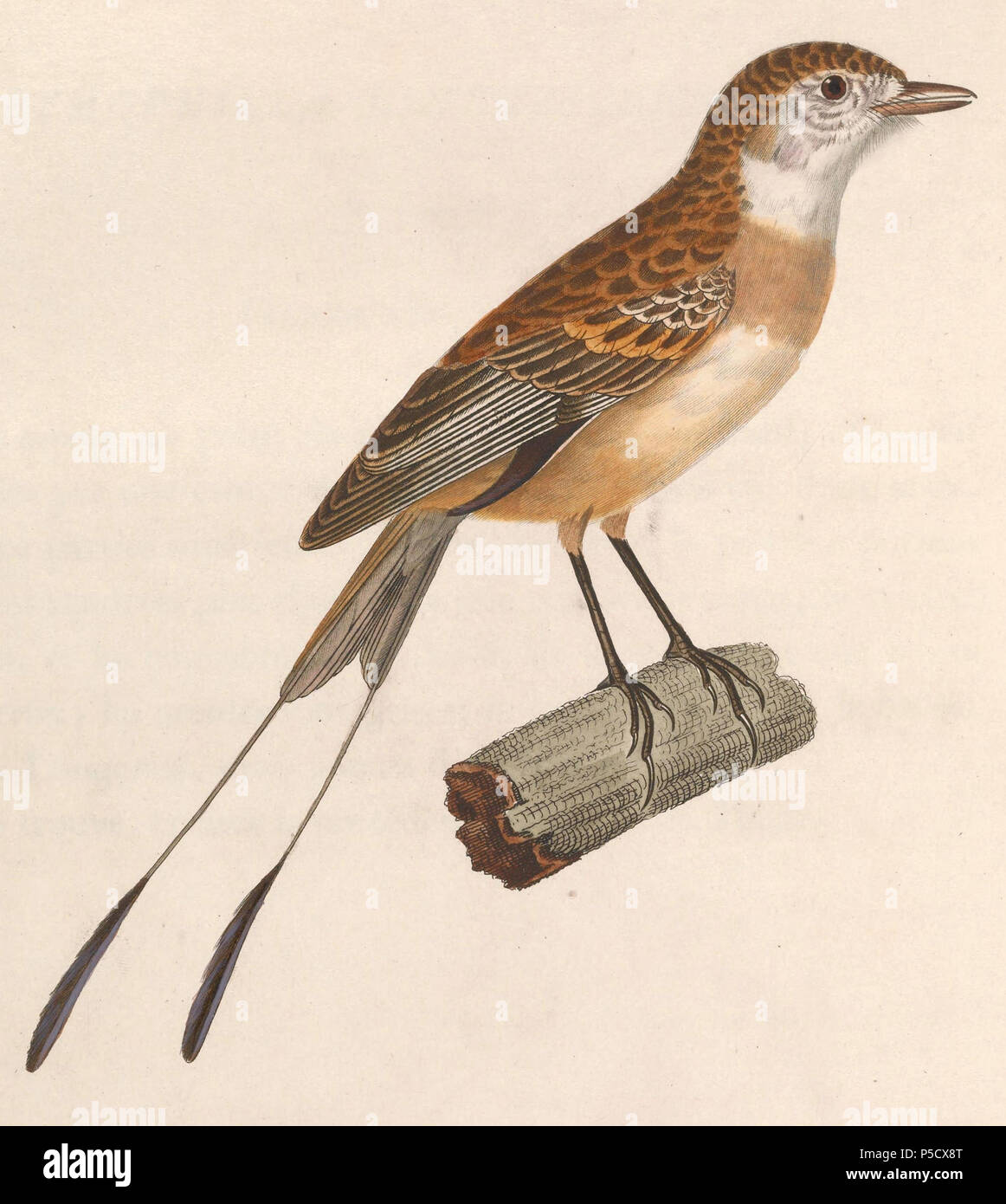 Alectrurus Risora High Resolution Stock Photography And Images Alamy