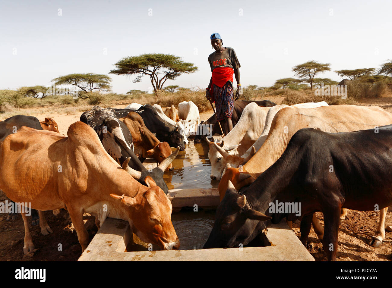 Livestock herders drive their herds to the few waterholes in the dry