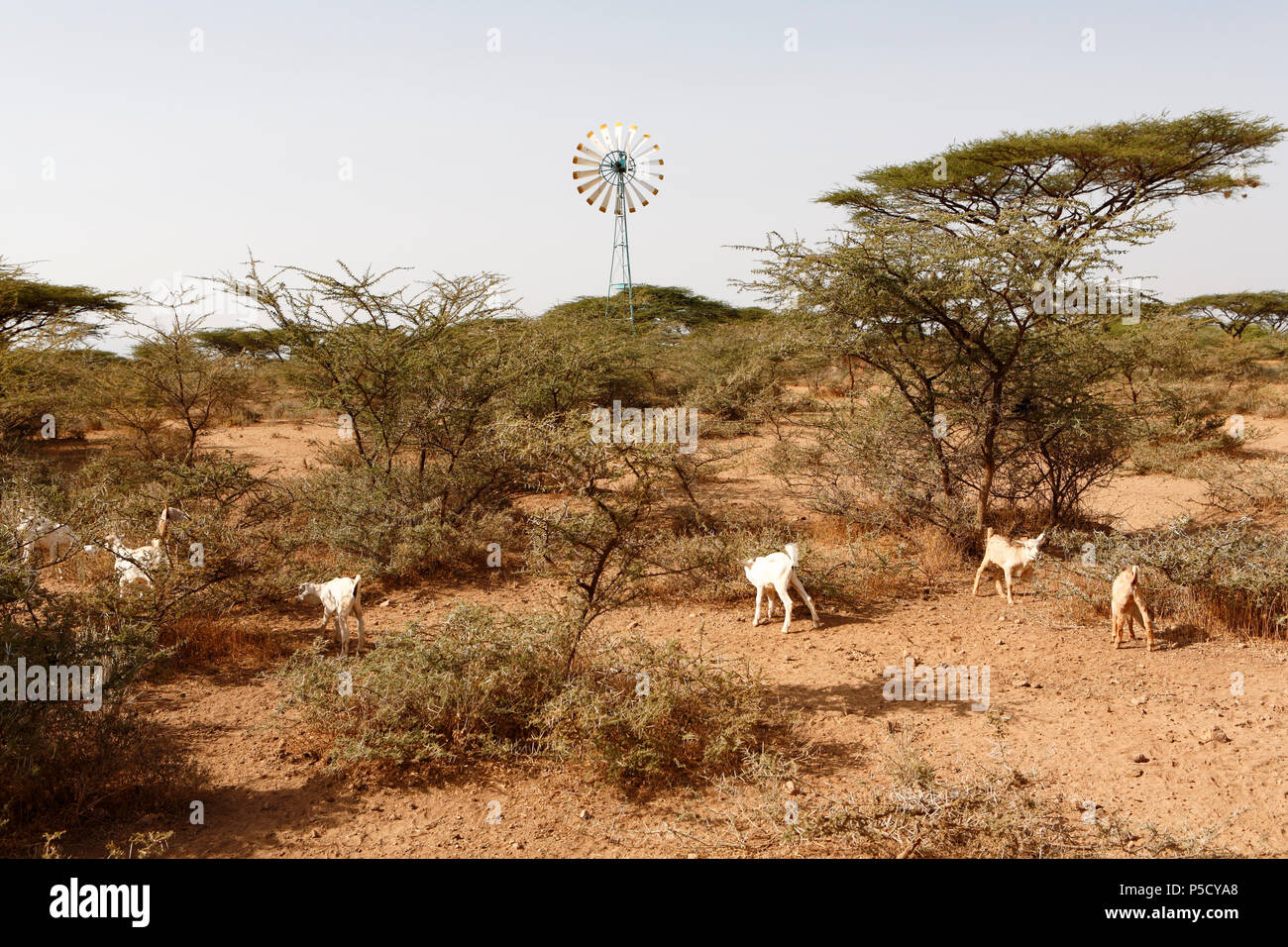 Goat herders in the dried up landscape of provincial town Isiolo. For years northern Kenya has been suffering particularly from lack of water. Stock Photo