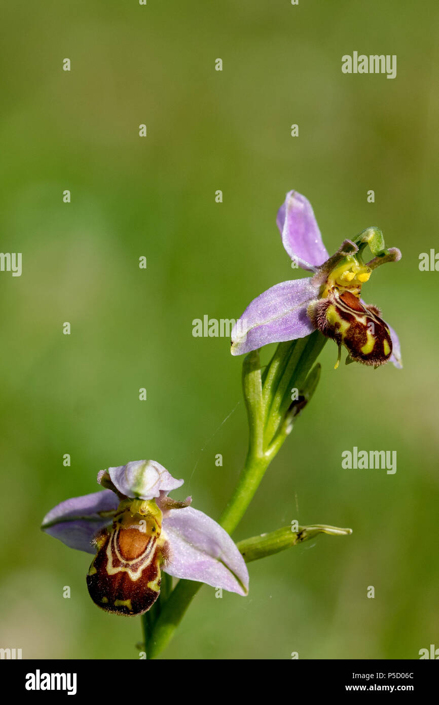 Wild Bee Orchid flower Ophrys Apifera Stock Photo Alamy