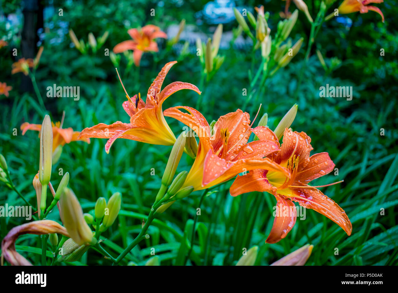 lily flowers grow in the garden of a summer country house Stock Photo